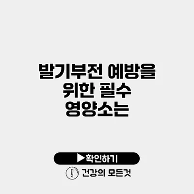 발기부전 예방을 위한 필수 영양소는?