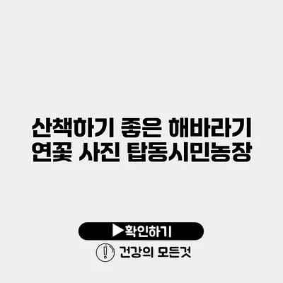 산책하기 좋은 해바라기 연꽃 사진 탑동시민농장
